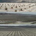 سفری ویژه از گچساران به بشاگرد؛ الگوی بزرگ‌ترین نخلستان جهان برای توسعه کشاورزی و اشتغال‌زایی در گچساران