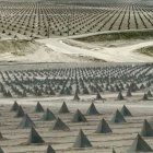 سفری ویژه از گچساران به بشاگرد؛ الگوی بزرگ‌ترین نخلستان جهان برای توسعه کشاورزی و اشتغال‌زایی در گچساران