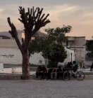 واکنش تاجگردون به قطع درخت معروف در محله‌ لبنان گچساران