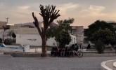 واکنش تاجگردون به قطع درخت معروف در محله‌ لبنان گچساران