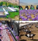  تاجگردون: اختصاص ۱۰۰ هزار میلیارد ریال برای اشتغال روستایی گامی در جهت تحقق عدالت اجتماعی است